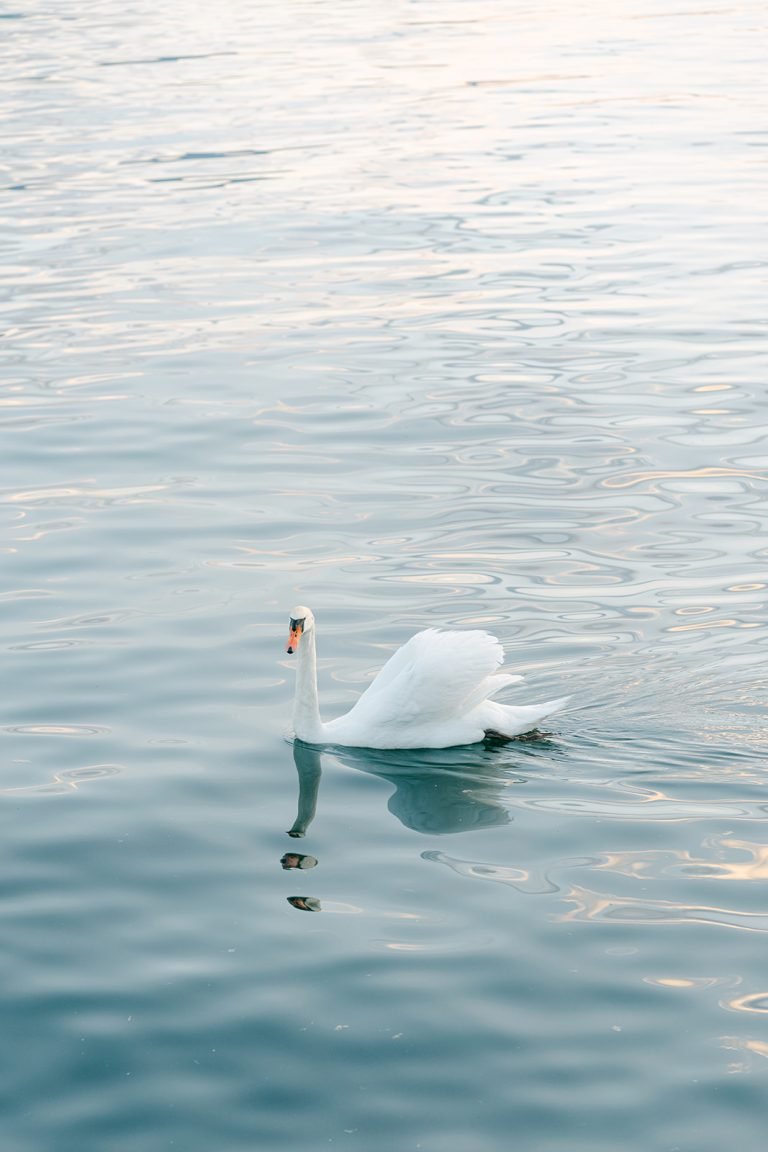 Extraordinary Swiss Hospitality at Hôtel du Parc des Eaux-Vives