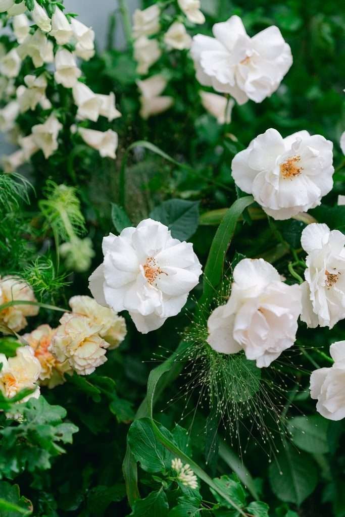 Details of white flowers in a garden